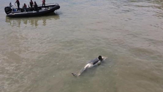 Hallan muerta a una orca que había quedado atrapada en el río Sena