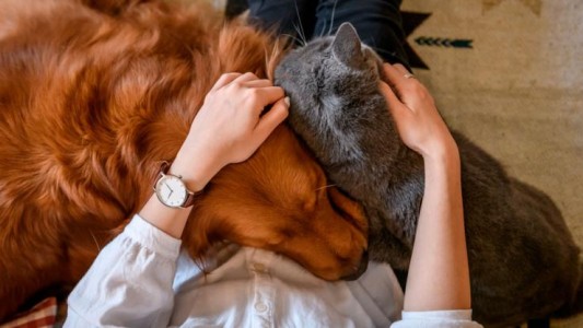 Descubren tratamiento especial para curar tumores de gatos y perros
