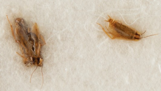 Subastan cucarachas muertas y esperan recaudar US$ 400.000: por qué valen tanto