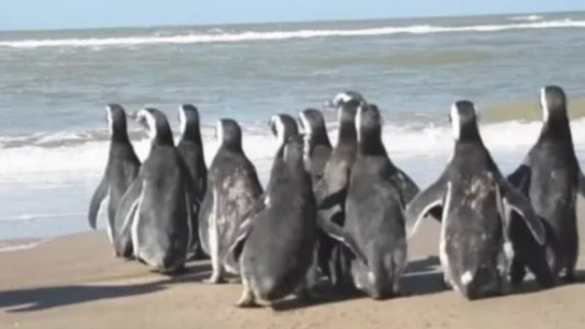 Tras ser rehabilitados por cuadros de desnutrición,12 pingüinos regresaron al mar