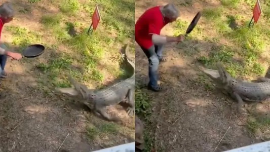 Insólito: se defendió de un cocodrilo a sartenazos