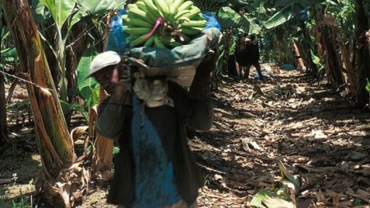 El Estado francés reconoció "negligencias culpables" al autorizar la venta de un pesticida prohibido