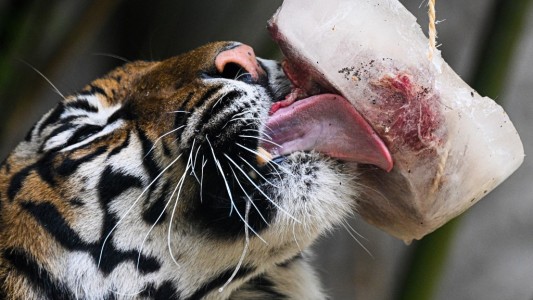 Dieron helados de carne a los animales del zoológico en Roma ante la ola de calor