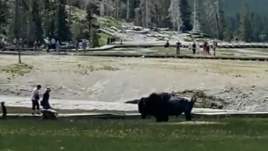 Video: un bisonte arremetió contra visitantes y corneó a un hombre en el Parque Nacional Yellowstone