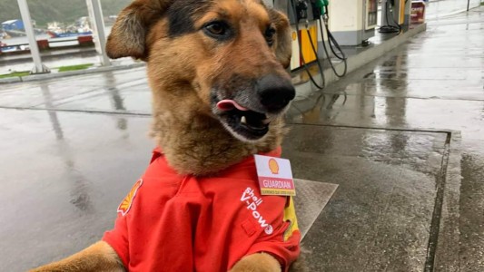 La historia de "Guardián": el perro callejero que "trabaja" en una estación de servicio
