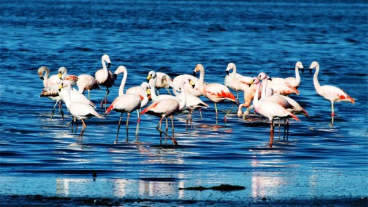 La reserva Ansenuza fue declarada Parque Nacional