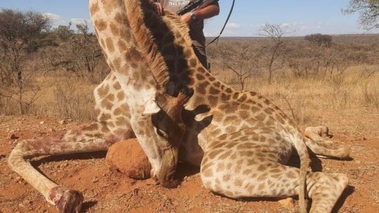 Asesinaron a tiros a un famoso cazador de animales en Sudáfrica