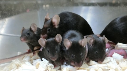 Científicos crearon clones de ratones con células liofilizadas