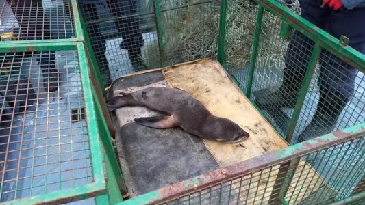 Un lobo marino desnutrido fue rescatado en el puerto de La Plata por Prefectura