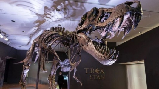 Subastan un esqueleto de tiranosáurido en Nueva York