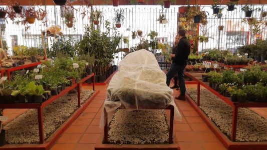 ¿Cómo cuidar a las plantas del frío?
