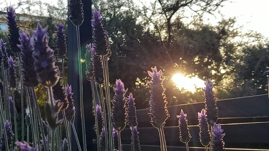 Clima en Córdoba: se espera un día soleado y con viento
