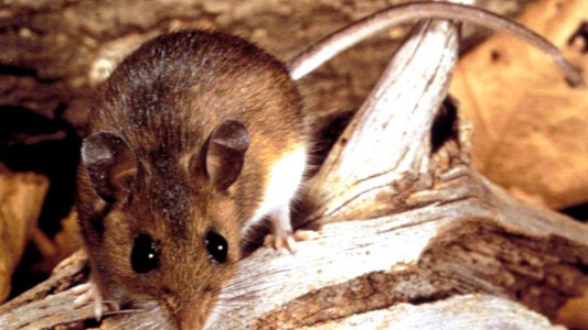 Chubut: murió una niña de 8 años por hantavirus