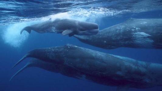 Inician un proyecto científico para descifrar las conversaciones entre cachalotes