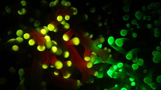 Descubren por qué los corales brillan en el fondo del océano