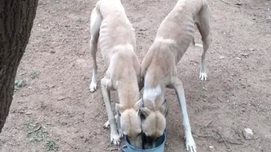 Bell Ville: rescataron a seis galgos desnutridos que los usaban para alimentar a un perro pitbull