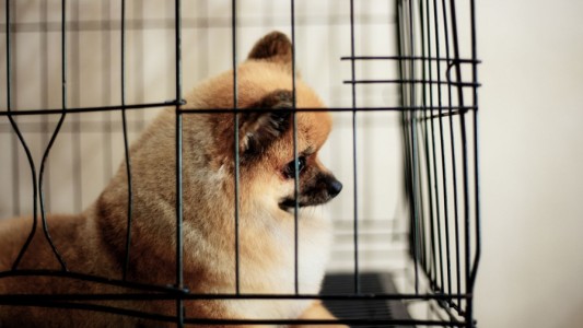 Nueva York busca prohibir la venta de perros y gatos en tiendas de animales