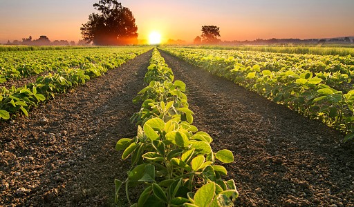 El Central creó un nuevo tipo de cambio para que los productores de soja vendan la cosecha