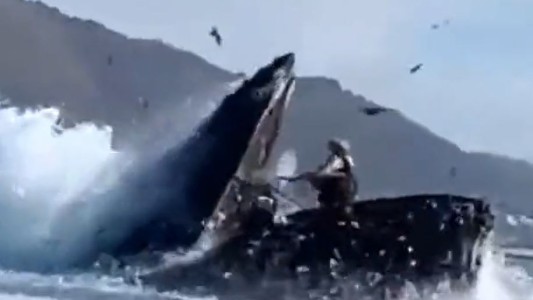 Desesperante: una ballena se tragó a dos mujeres en una playa de California