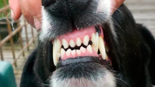 Dos perros atacaron y mataron a una mujer: el dueño quedó demorado