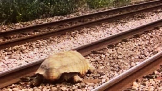 Una tortuga gigante interrumpió la circulación de trenes en Inglaterra durante una hora y media