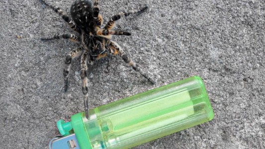 Estados Unidos: intentó quemar una araña pero provocó un incendio forestal