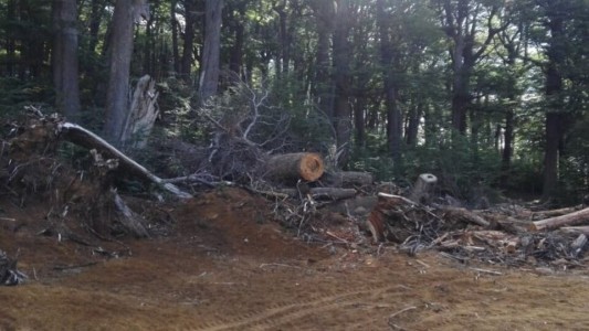 Multa de $36 millones por la tala de un bosque nativo para hacer una pista de esquí en Chubut