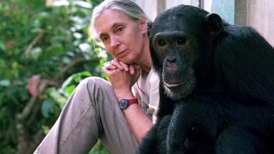 La científica Jane Goodall pidió por la liberación del chimpancé "Toti"