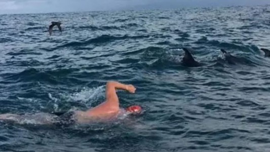 Delfines rodearon y salvaron a un nadador de ser atacado por un tiburón blanco gigante
