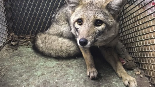 Rescataron a "Bernardo", el zorro gris filmado por los vecinos de Mataderos: lo trasladan a Temaikén