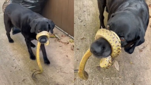 Perro se fue de cazador y volvió con una serpiente enredada en el hocico - #FlashChat