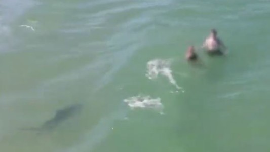 Video impactante: un tiburón se acercó a varias personas en una playa de Florida