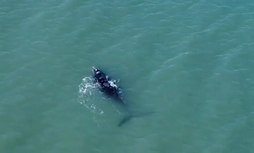 Una visita especial en Monte Hermoso: ballenas pasaron a metros de la costa
