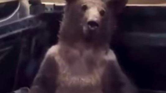 Rescataron a una osa que sufrió alucinaciones por comer "Miel Loca"