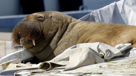 Sacrificaron a la morsa Freya, estrella del puerto de Oslo