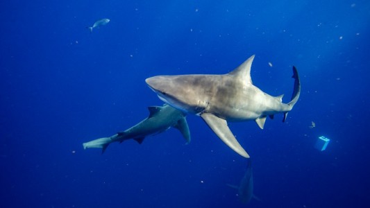 Le amputaron la pierna a un niño que había sido mordido por un tiburón en Florida