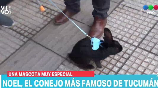 Noel, el conejo que sale a pasear por el centro tucumano