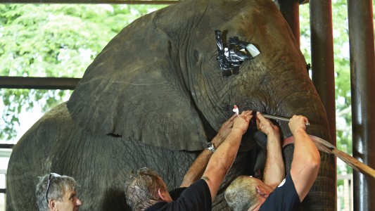 Pakistán: curan las dentaduras de los elefantes con un torno gigante