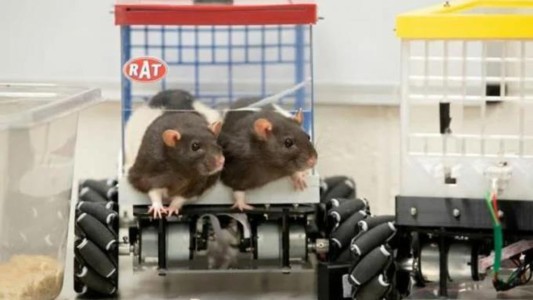 Científicos logran que ratas manejen autos para analizar la salud mental - #FlashChat