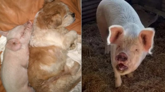 "Es como un perro gigante": rescataron a una cerdita, creció mucho y ahora le busca un hogar