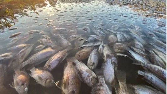 Unas 300 toneladas de peces muertos por contaminación en río que separa Alemania de Polonia