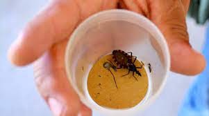 "Pintamos todo de naranja": se celebra el Día Nacional por una Argentina sin Chagas