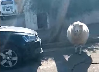"La Pipi": la oveja que pasea por las calles céntricas
