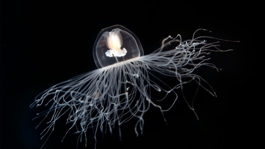 Descubren datos de la medusa que esconde el secreto de “la eterna juventud”