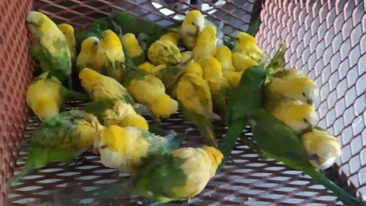 Decoloraban loros para venderlos como cotorras
