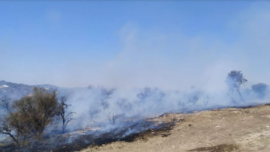 Por “hacer de comer”, un hombre arrasó con monte nativo
