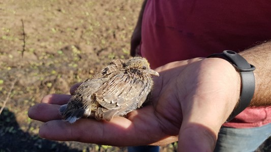 Un mensaje de la naturaleza ante tanto fuego en Córdoba