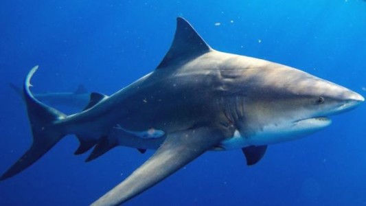 Una mujer murió tras ser atacada por un tiburón en Bahamas