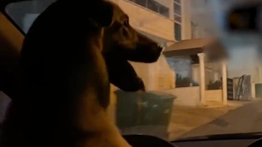 Video: puso a “manejar” a su perro y terminó detenido