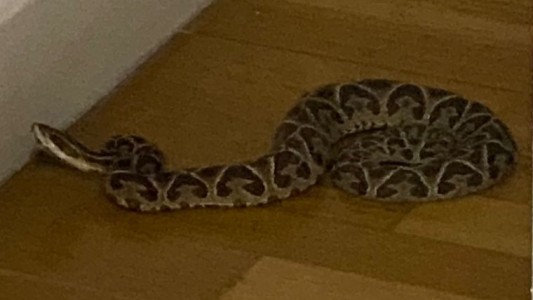 Encontró una yarará en el living de su departamento en Rosario